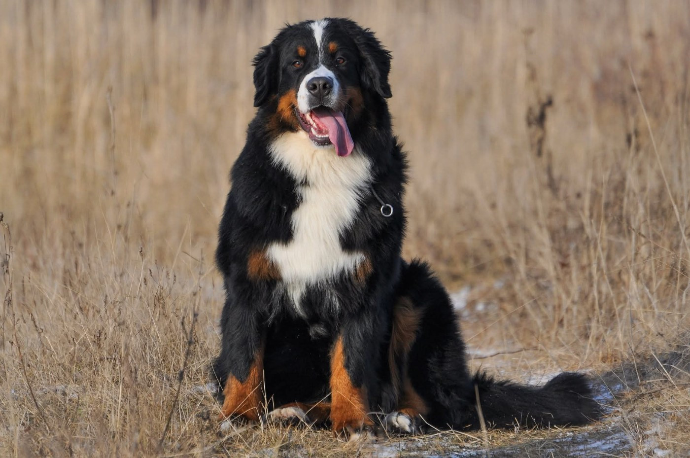 CH. Valesa Klabi Discovery For bern haus on oka