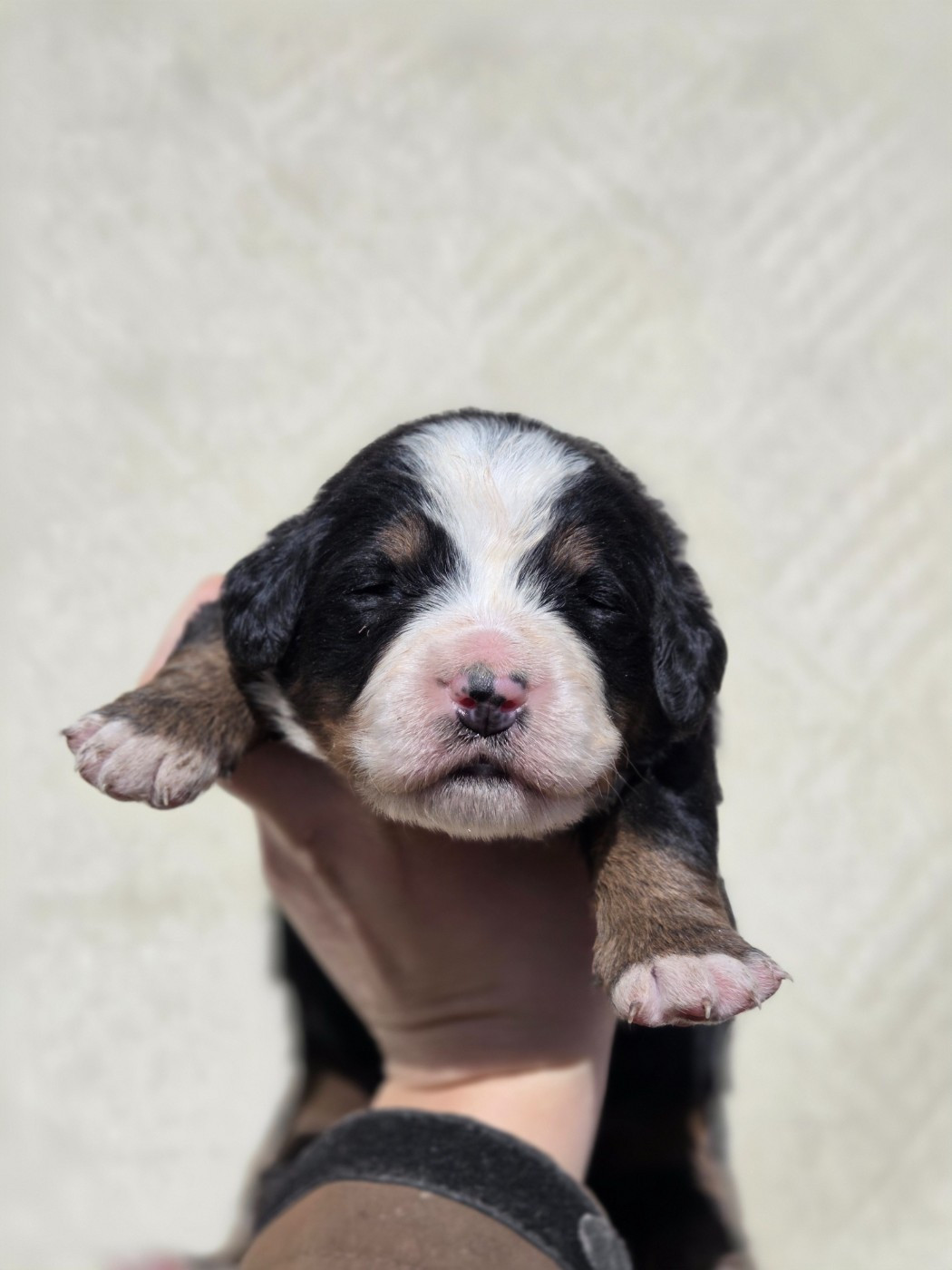 De La Boule Bernoise - Chiots disponibles - Bouvier Bernois