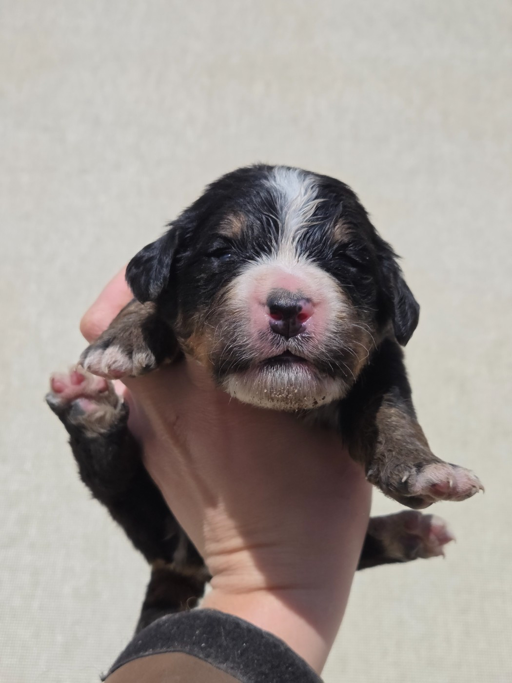 De La Boule Bernoise - Chiots disponibles - Bouvier Bernois