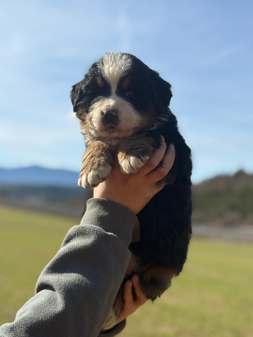 De La Boule Bernoise - Chiots disponibles - Bouvier Bernois