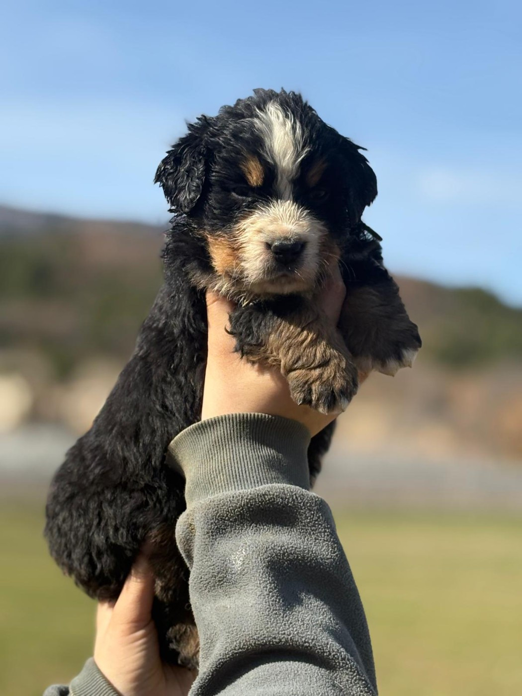 De La Boule Bernoise - Chiots disponibles - Bouvier Bernois